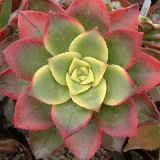 Aeonium cv Kiwionium JLcoll.078   ÉPUISÉ - OUT of STOCK - AGOTADO